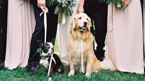 Собака на вашей свадьбе
