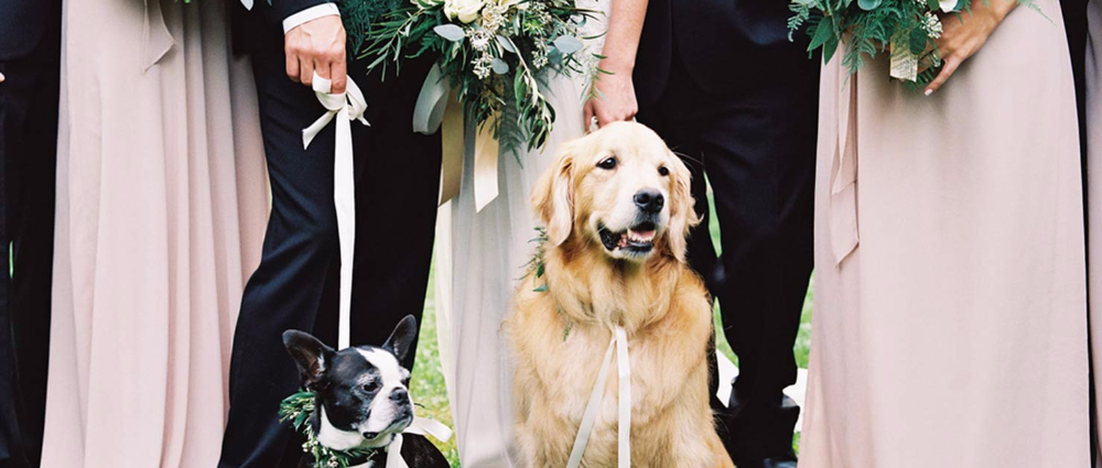 Собака на вашей свадьбе: образы и роли для любимого питомца