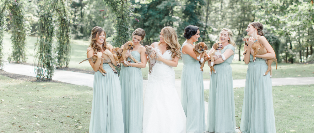 Почему щенок — лучший подарок на свадьбу: 22 фото, доказывающих, что это так