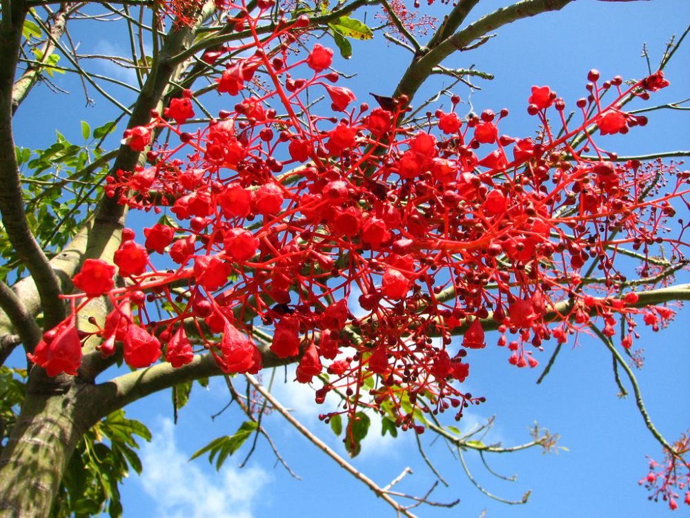 Деревья цветущие красным цветом. Брахихитон кленолистный. Брахихитон огненное дерево. Арбутус цветет. Дерево с красными цветочками.