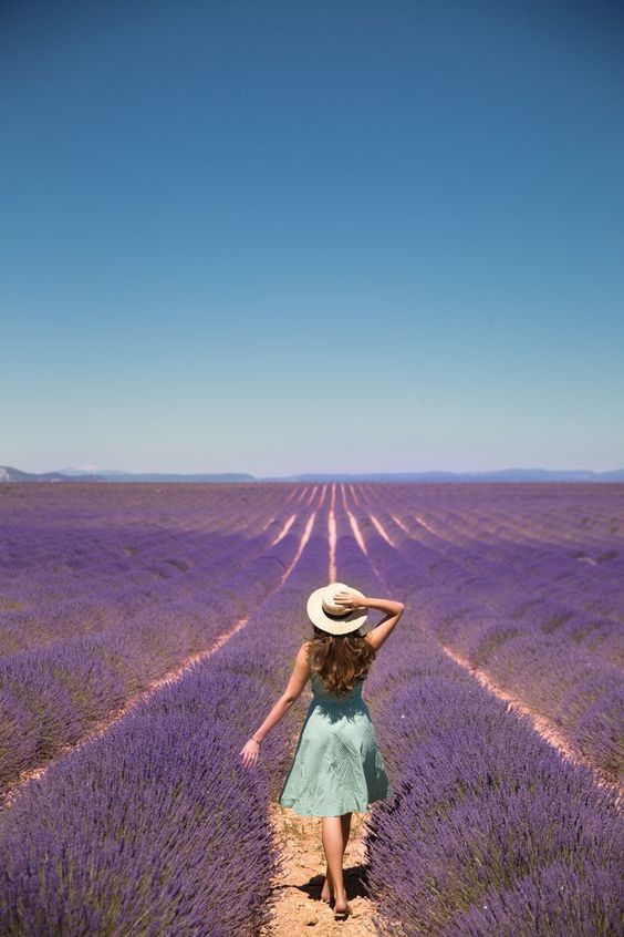 Lavender fields in Provence, France